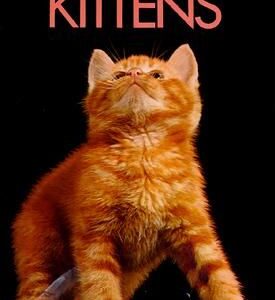 KITTENS