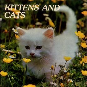KITTENS AND CATS